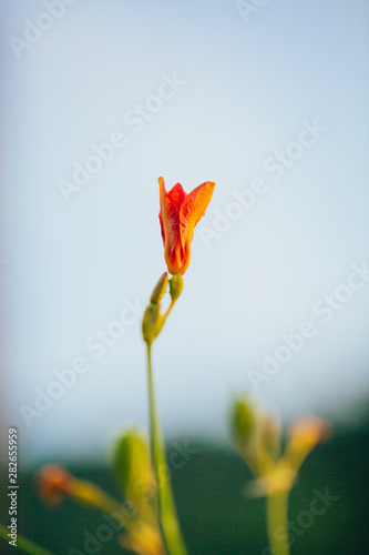 Close-up of orange shoot dried flower macro after blooming outdoors，Belamcanda chinensis，Iris domestica Goldblatt & Mabb. photo