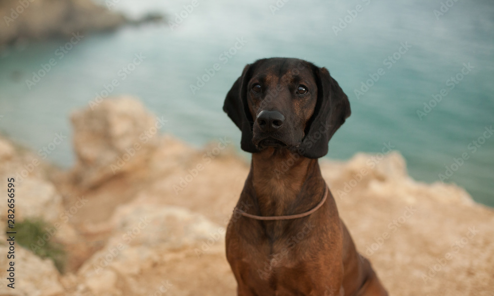 hunting dog breed Bavarian mountain hound at the resort on the sea