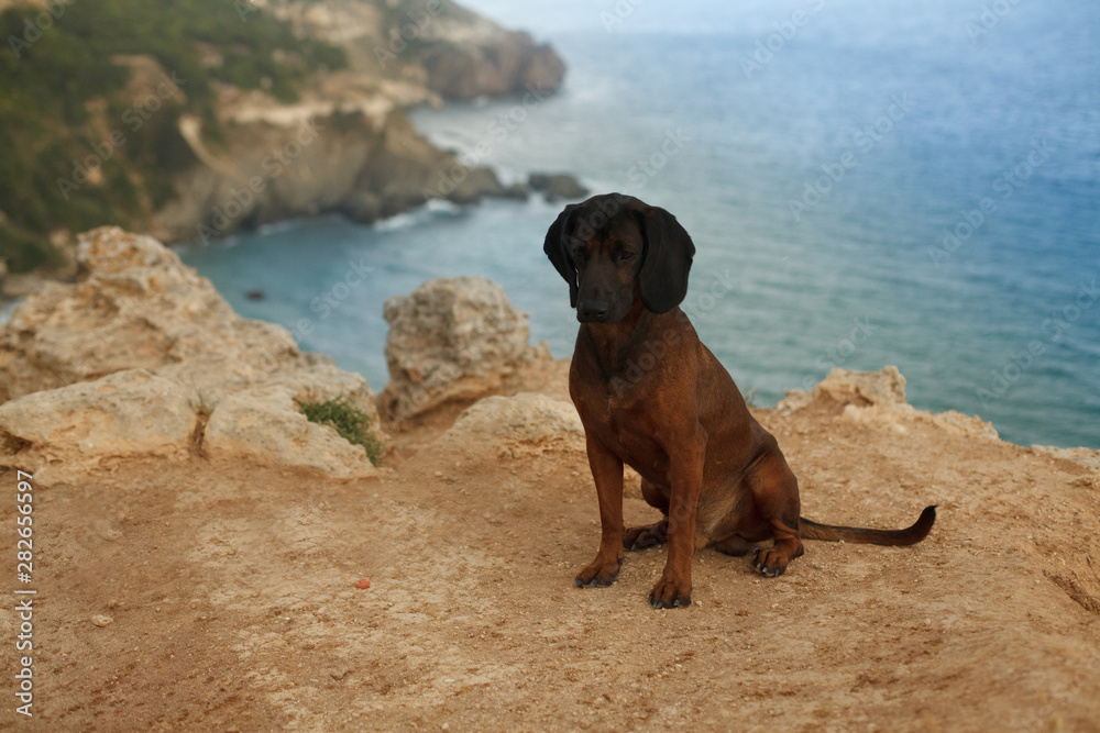 hunting dog breed Bavarian mountain hound at the resort on the sea hunting dog breed Bavarian mountain hound at the resort on the sea