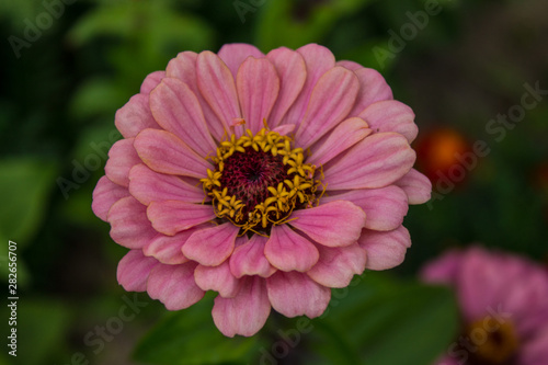 Flower pale pink Dahlia close-up