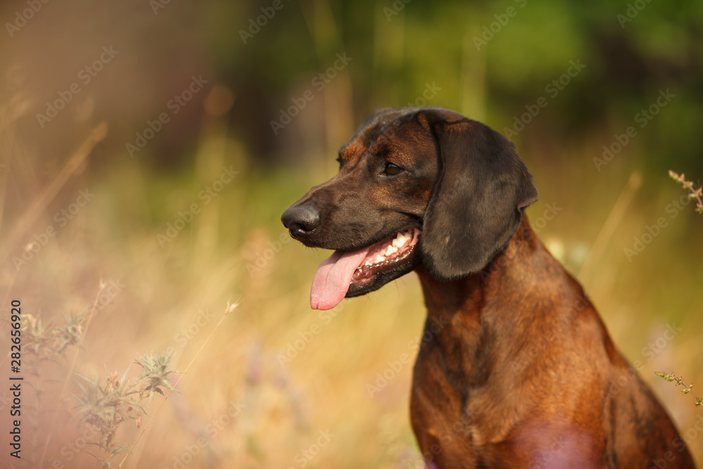 hunting dog breed Bavarian mountain hound on a walk hunting dog breed Bavarian mountain hound on a walk