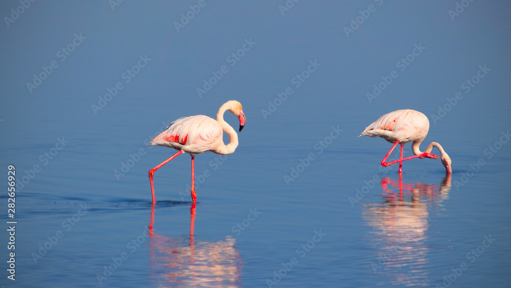Two birds of pink african flamingo walking on a blue lake on a sunny morning