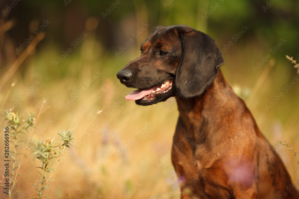 hunting dog breed Bavarian mountain hound on a walk