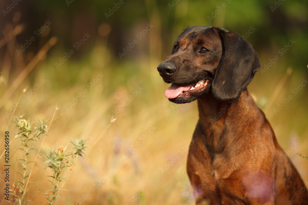 hunting dog breed Bavarian mountain hound on a walk hunting dog breed Bavarian mountain hound on a walk