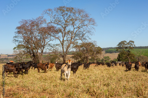 Cattle Angus and Wagyu on farm pasture with trees in the background on beautiful summer day.