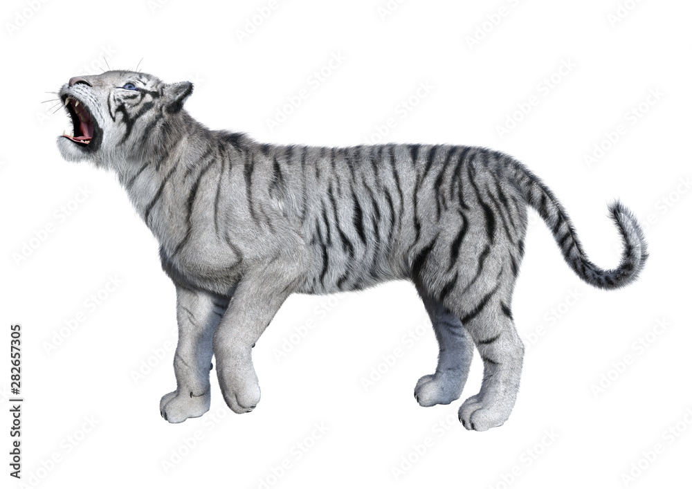 The White Tiger. 3D Illustration Stock Illustration - Illustration