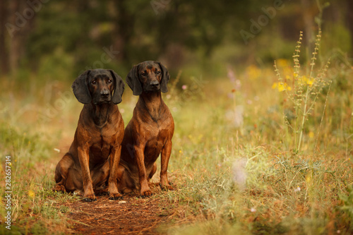 two hunting dogs breed Bavarian mountain hound hunting in the woods