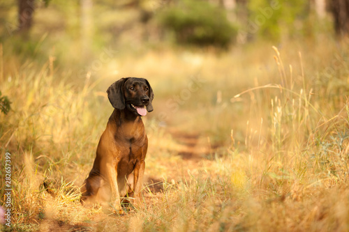 hunting dog breed Bavarian mountain hound on a walk © serova_ekaterina