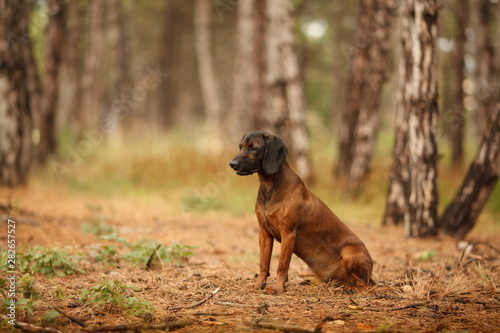 hunting dog breed Bavarian mountain hound beautiful portrait on a walk in the woods