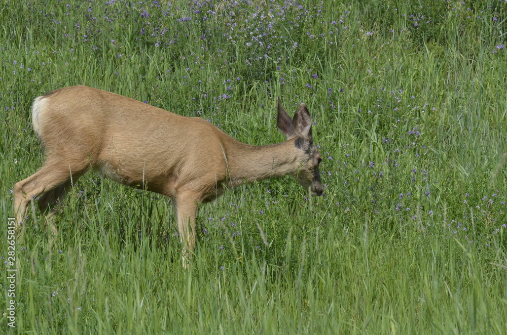 Mule deer in meadow eating flowers