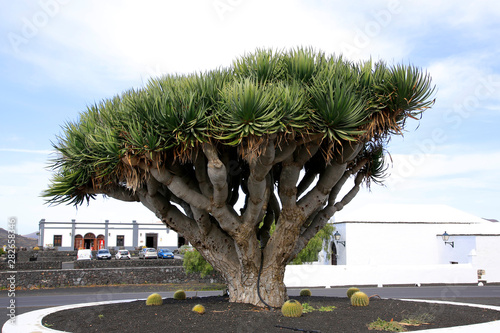 Alter Drachenbaum, Drago, (Dracaena draco), Insel Lanzarote, Spanien, Europa photo