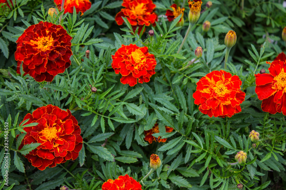 Bright flowers marigolds on the flower bed close-up