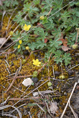 fresh leaves and flower of Potentilla reptans plant.
