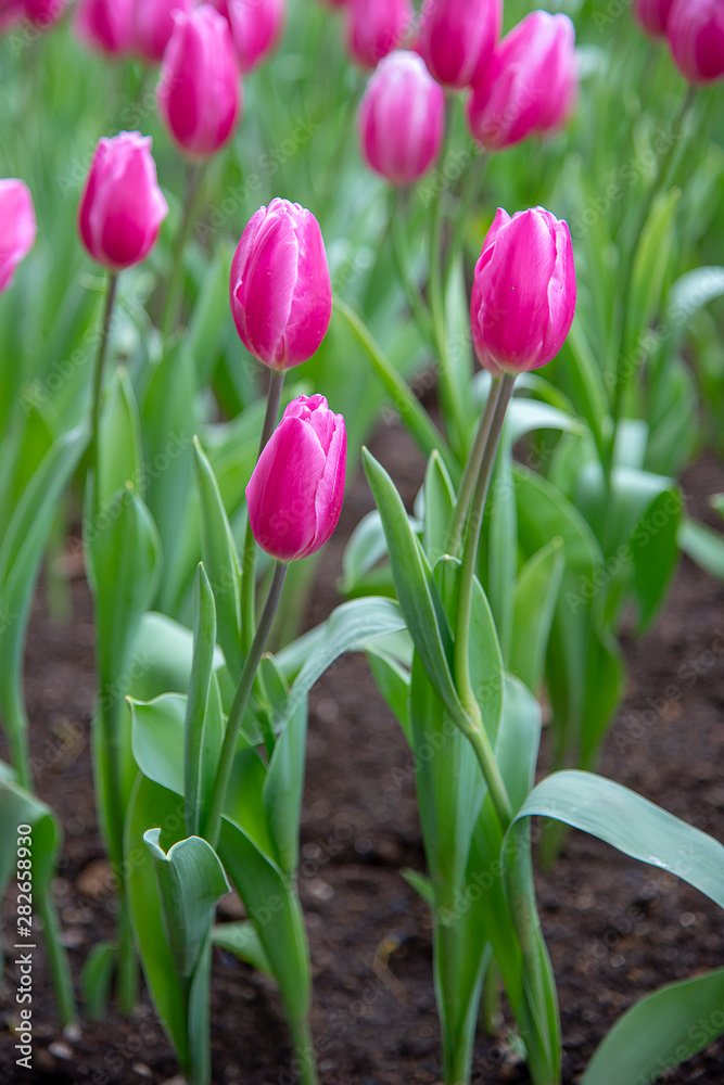 field of tulips