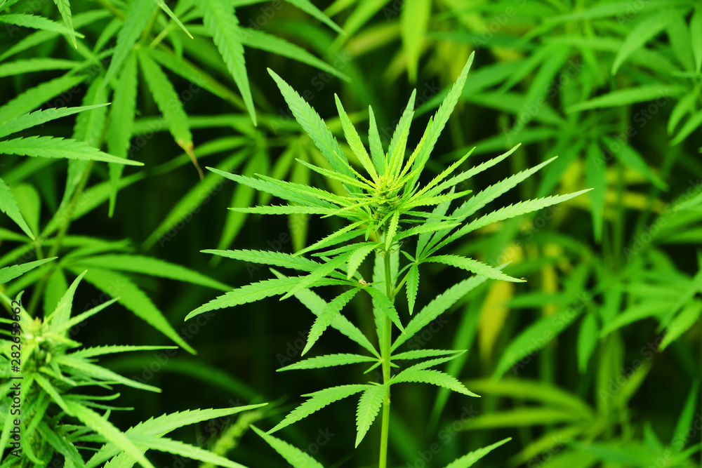 Detail macro shot of organic Cannabis used for medical purposes Detail macro shot of organic Cannabis used for medical purposes
