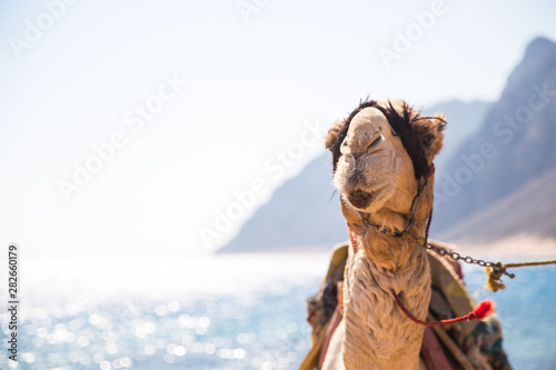 camel closeup in-front of the sea coast and mountains 