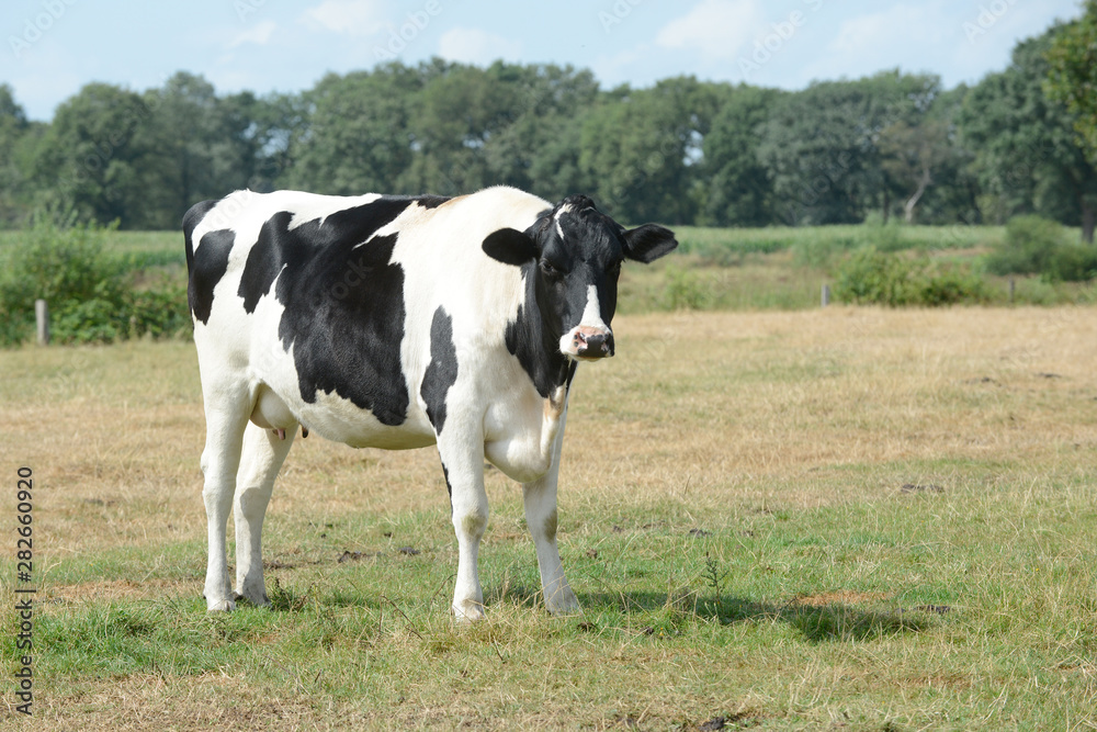 cow standing on pasture and looking