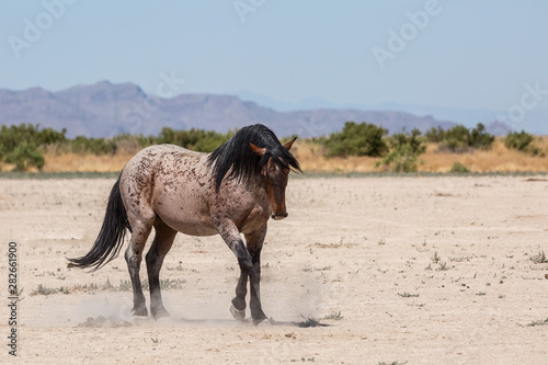 wild horses © Taylored Photos
