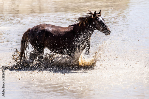 wild horses © Taylored Photos