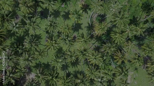 Wallpaper Mural Top view of beautiful coconut trees pattern in tropical island Torontodigital.ca