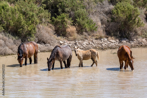 wild horses