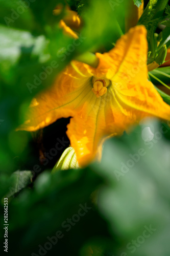 Zucchini s yellow flowers are in full bloom