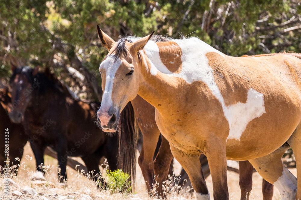 wild horses