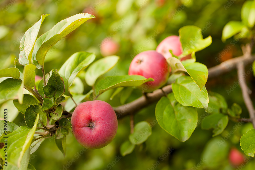 Obraz premium Red apples on apple tree branch