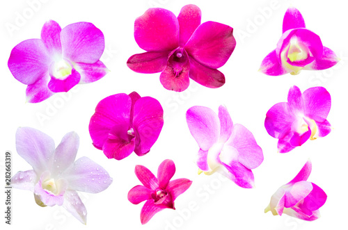 Multicolored orchid flowers isolated on a white background