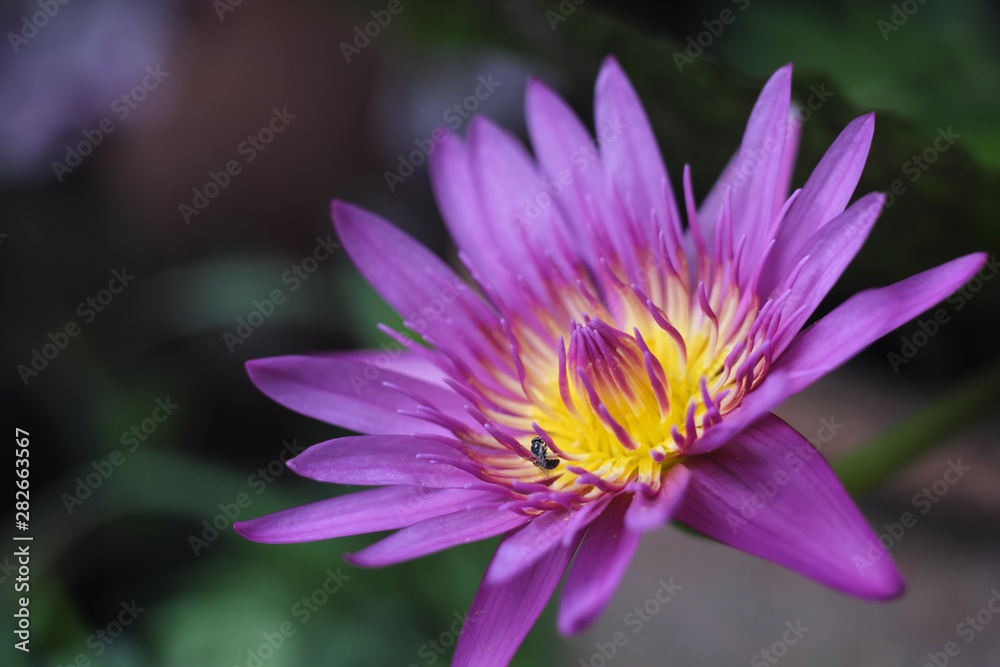 Purple and yellow lotus image as a gentle nature. Purple and yellow lotus image as a gentle nature.
