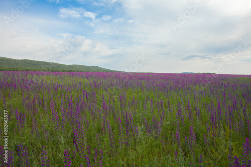 Landscape: field of flowering Ivan-tea under the blue sky