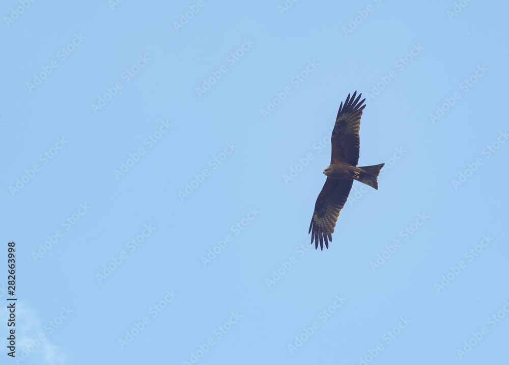 Obraz premium bald eagle in flight
