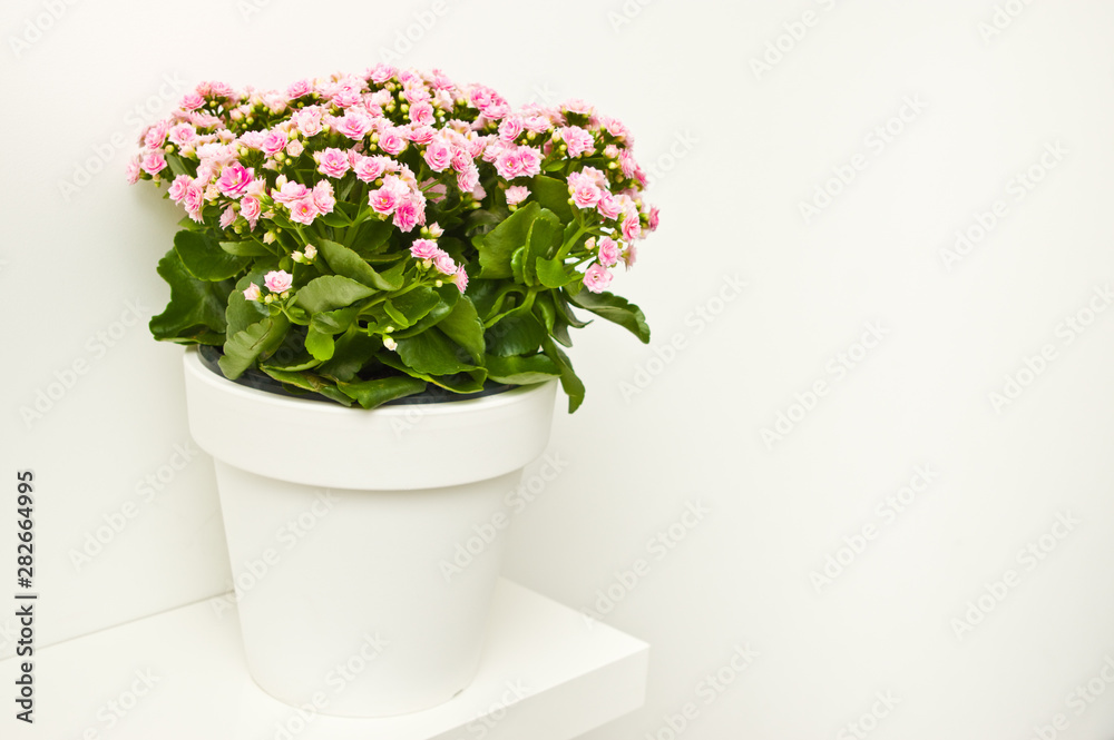 Kalanchoe flowers in white pot ona shelf against white wall. Kalanchoe flowers in white pot ona shelf against white wall.