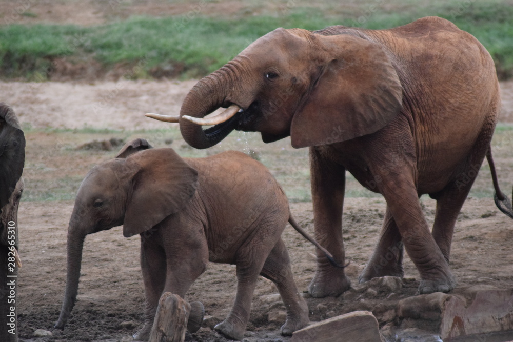 Obraz premium Elephants