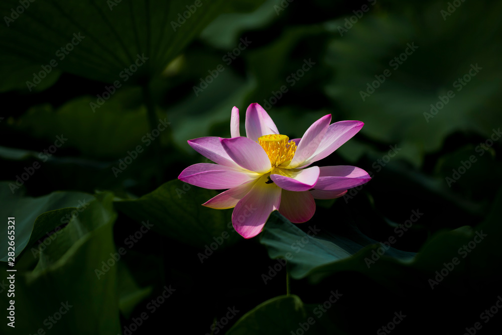 A blooming lotus in green leaves A blooming lotus in green leaves