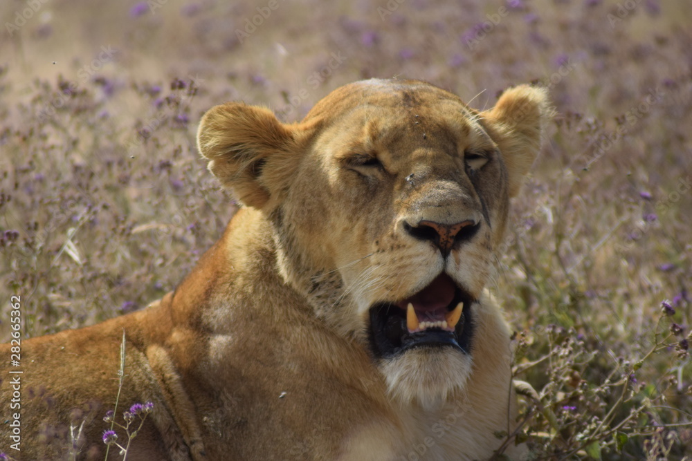 Obraz premium Lionne