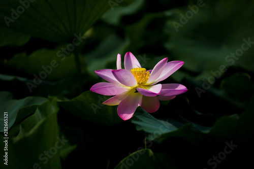 A blooming lotus in green leaves