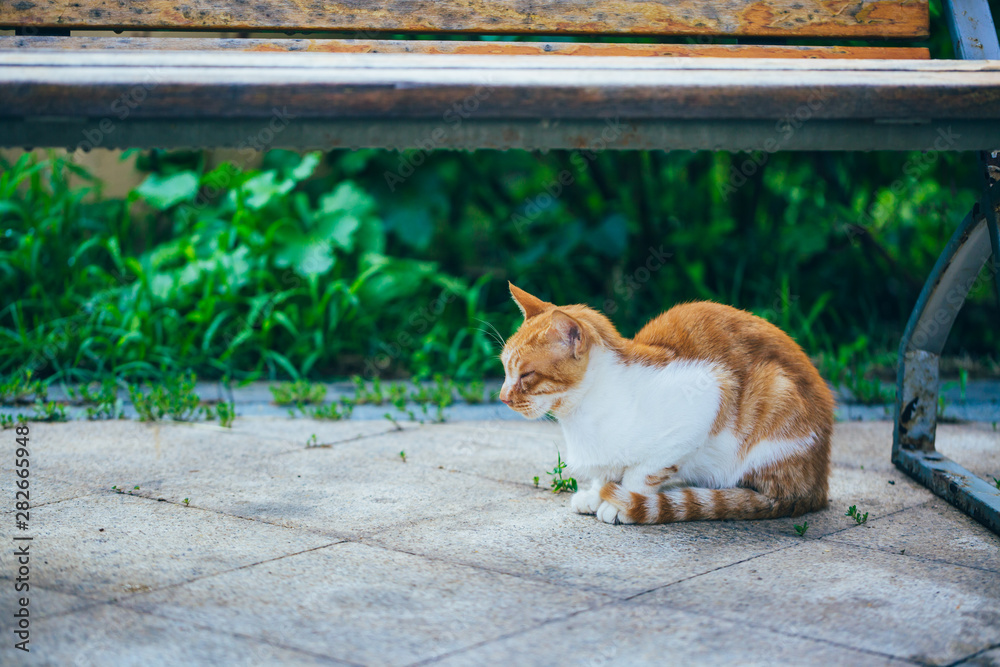 Big orange cat sleeping on the floor with eyes closed Big orange cat sleeping on the floor with eyes closed
