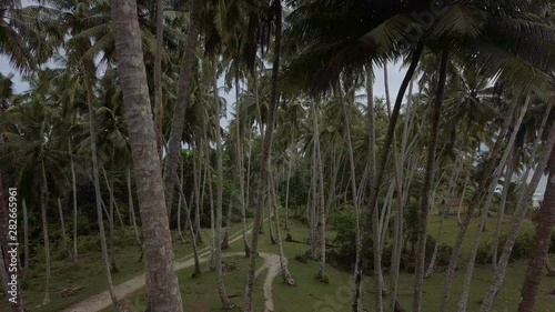 Aerial shot of inside coconut trees in tropical area photo