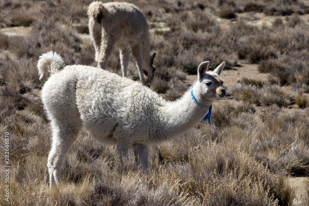 Fototapeta premium Lama - Steppe Peru