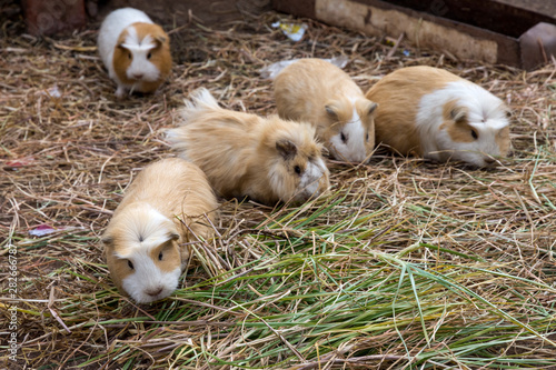 Meerschweinchen