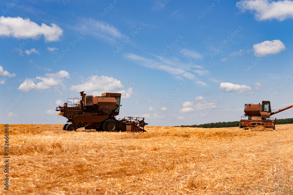 Naklejka premium The harvester harvests wheat on the field. Agriculture. Summer landscape