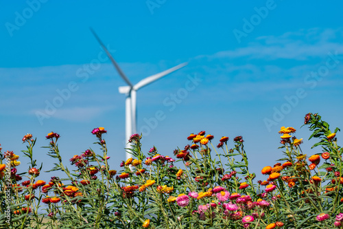 Colorful flower with wind turbine in background