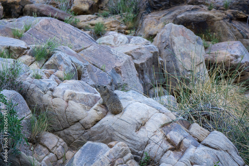 Klippschliefer in namibia photo