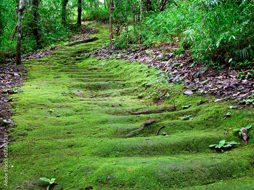 Photography Beautiful green algae on the mountain trail in forest