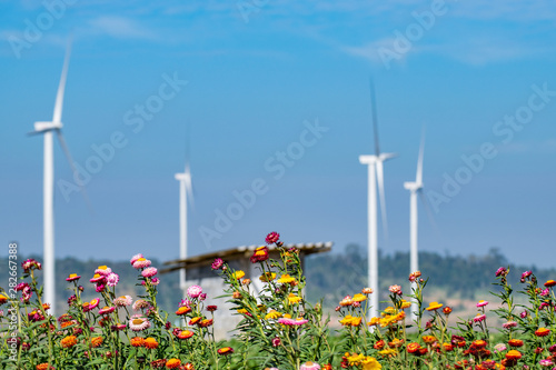 Colorful flower with wind turbine in background