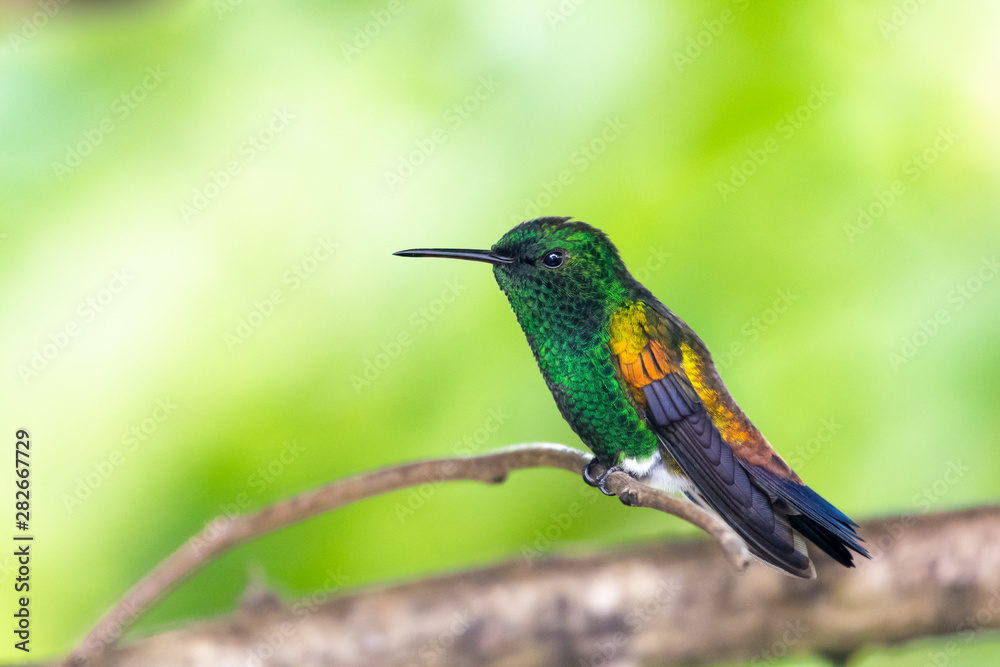 Fototapeta premium A Copper-rumped hummingbird perching on a branch with a green background