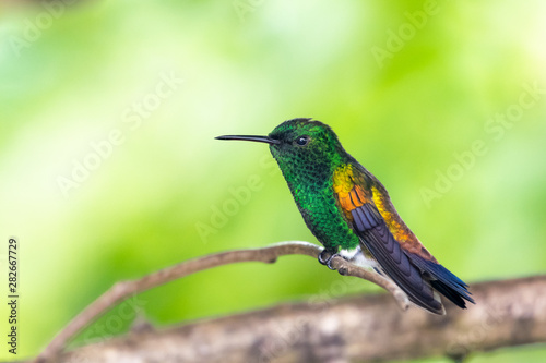 A Copper-rumped hummingbird perching on a branch with a green background © Chelsea Sampson