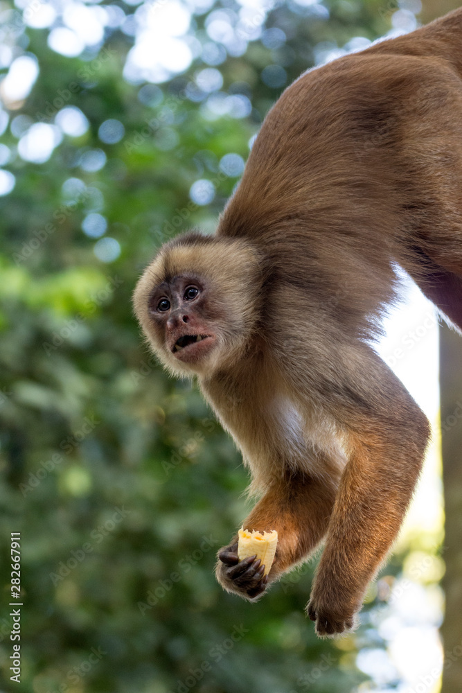 Fototapeta premium Peru-Kapuzineraffe