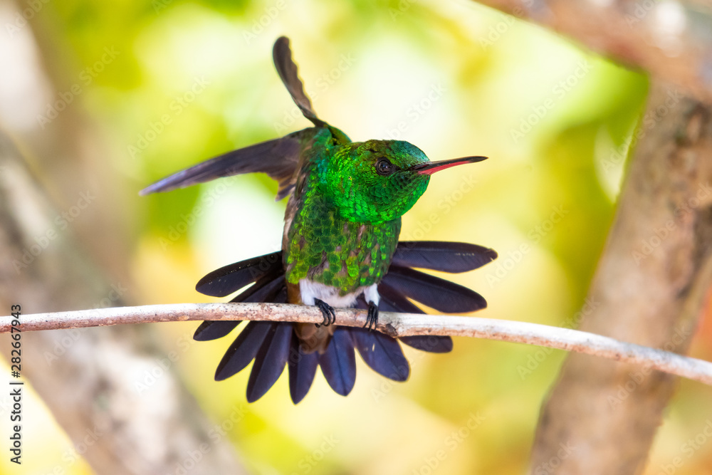 Fototapeta premium A Copper-rumped hummingbird stretching on a branch in a Pride of Barbados tree.